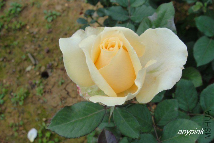 nEO_IMG_DSC08204.jpg