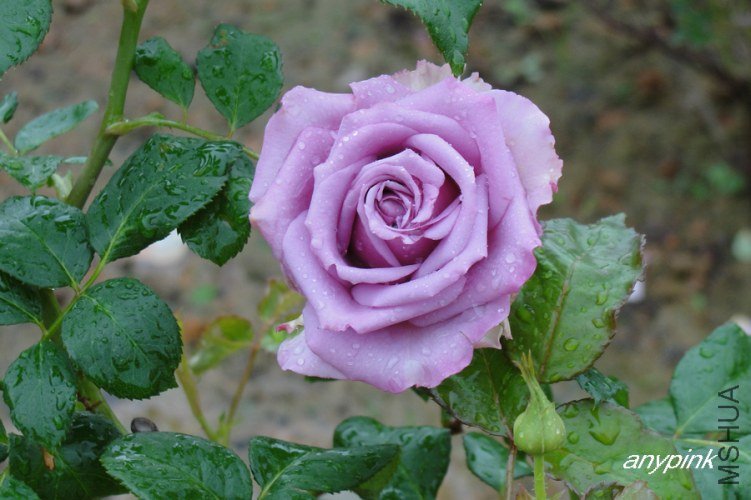 nEO_IMG_DSC07738.jpg