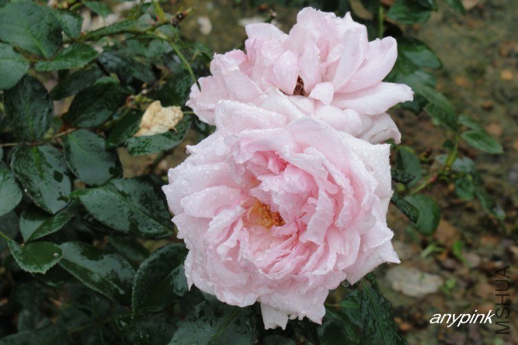 nEO_IMG_DSC07742.jpg