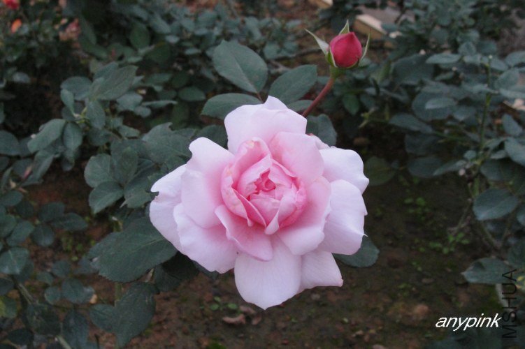 nEO_IMG_DSC08166.jpg
