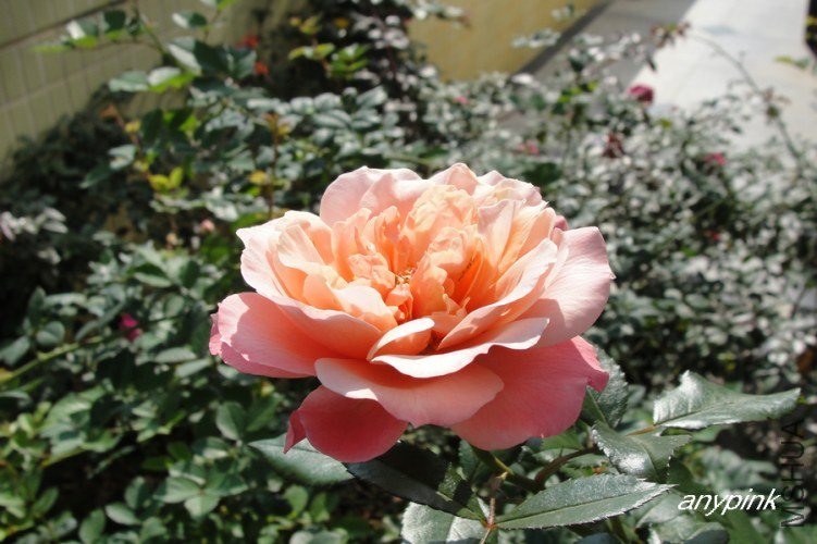 nEO_IMG_DSC07931.jpg