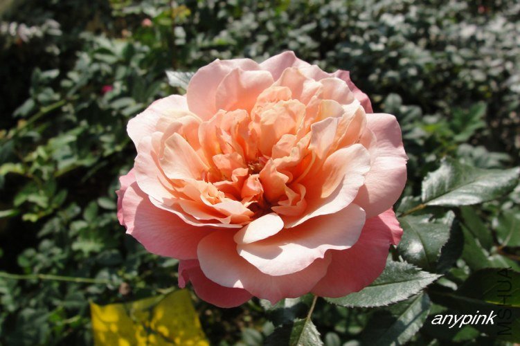 nEO_IMG_DSC07934.jpg
