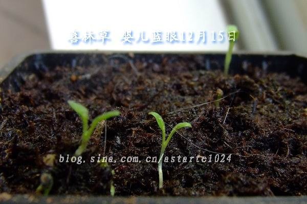 2012-1215(019)ϲ�ֲ� Ӥ������.jpg