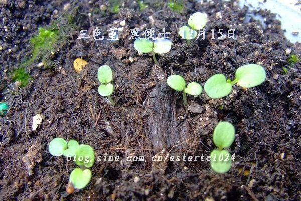 2012-1215(028)��ɫ�� �ڱ�ʿ.jpg