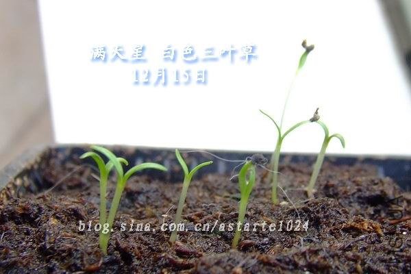 2012-1215(015)������ ��ɫ��Ҷ��.jpg