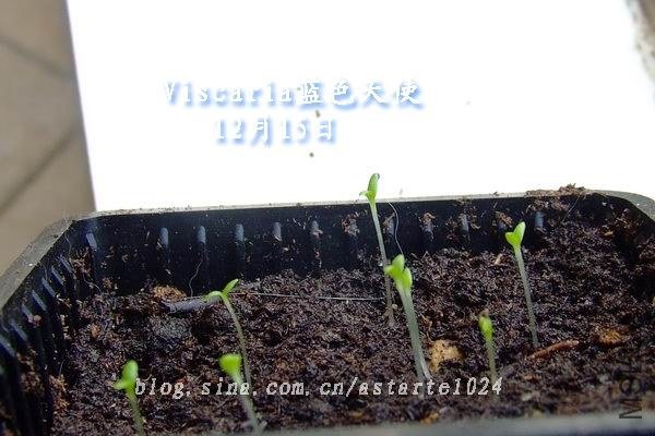 2012-1215(010)Ӭ�Ӳ� ��ɫ��ʹ.jpg