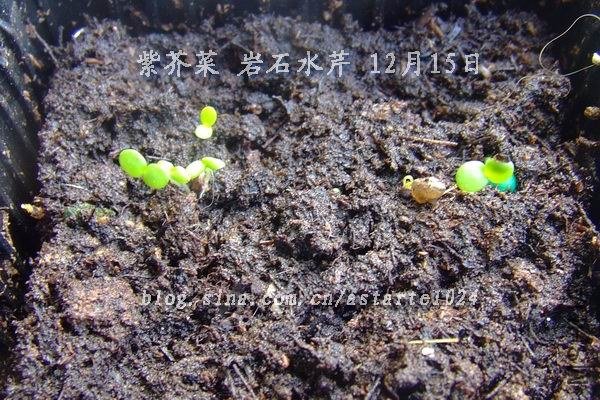 2012-1215(013)�Ͻ�� ��ʯˮ�� ��ɫ.jpg