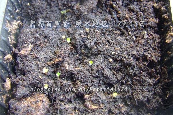 2012-1215(006)��������� ħ����̺.jpg