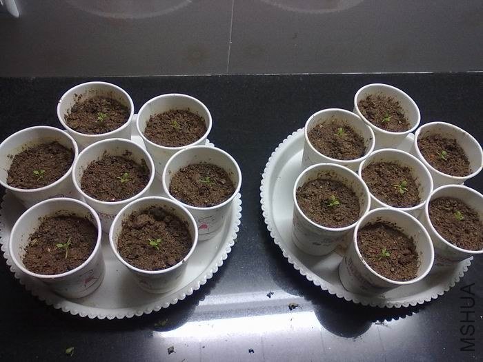 ������С 20121215184.jpg