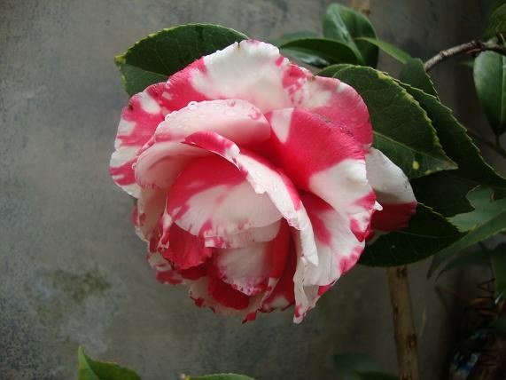 �ڶ��䣨1��