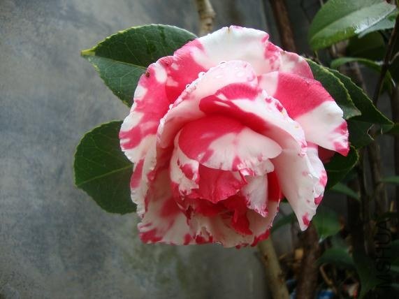 �ڶ��䣨2��