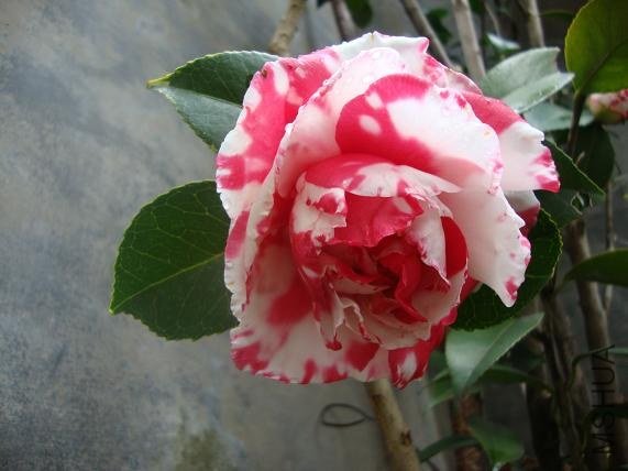 �ڶ��䣨3��