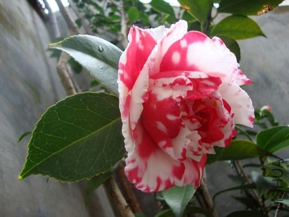 �ڶ��䣨5��