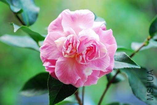 DSC_0004_SS.jpg