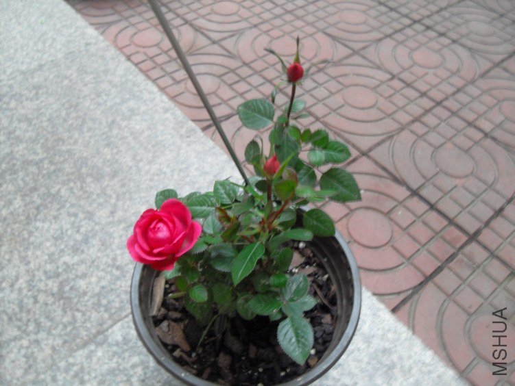 SDC16545.JPG