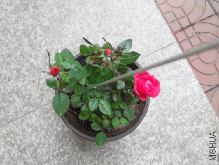 SDC16546.JPG