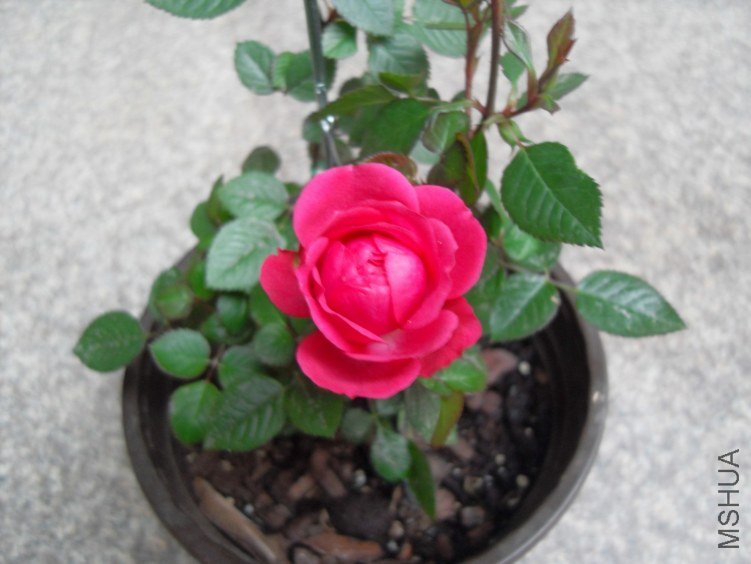 SDC16547.JPG