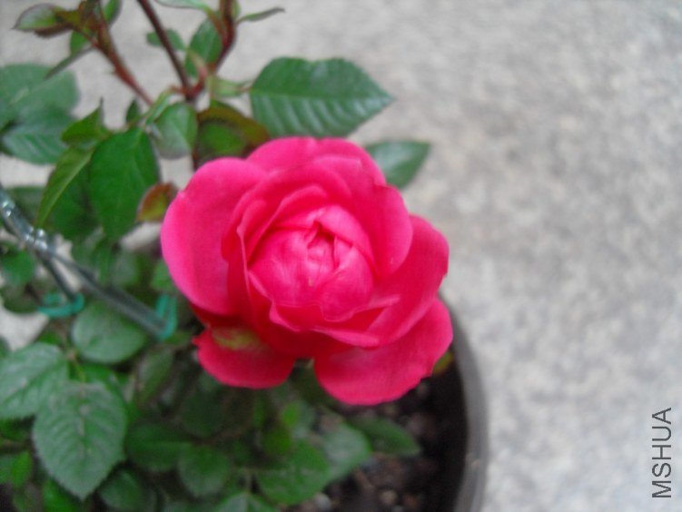 SDC16548.JPG