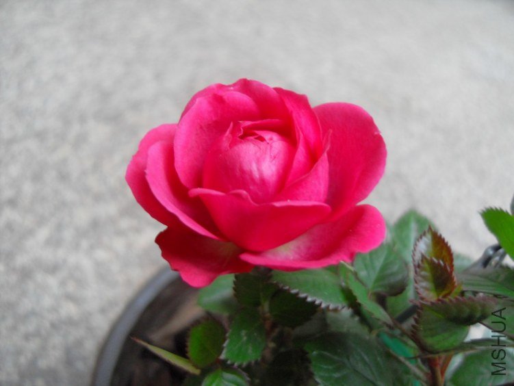 SDC16549.JPG
