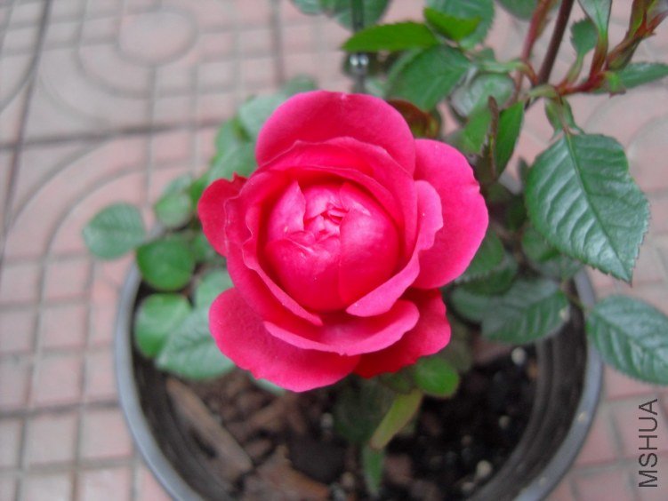 SDC16555.JPG