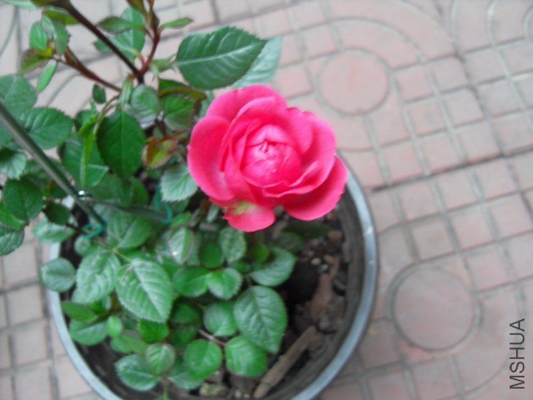 SDC16559.JPG