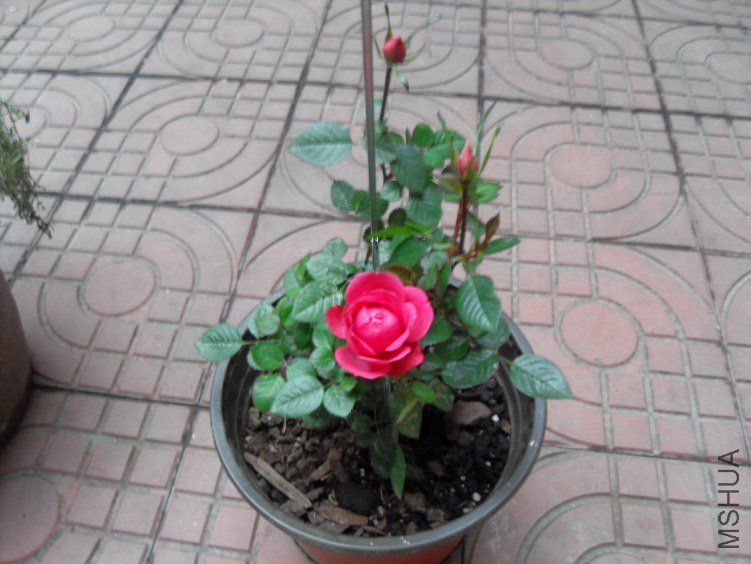 SDC16561.JPG
