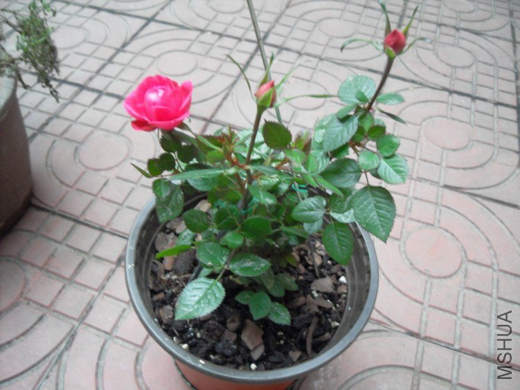 SDC16563.JPG