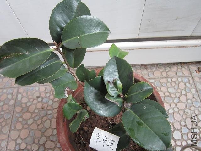 IMG_1455.JPG