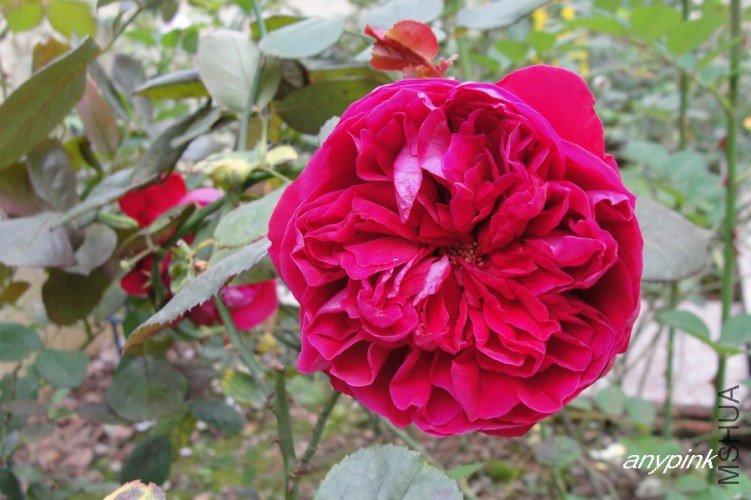 nEO_IMG_DSC08315.jpg