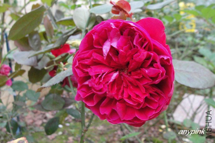 nEO_IMG_DSC08318.jpg