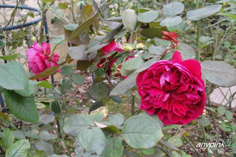 nEO_IMG_DSC08319.jpg
