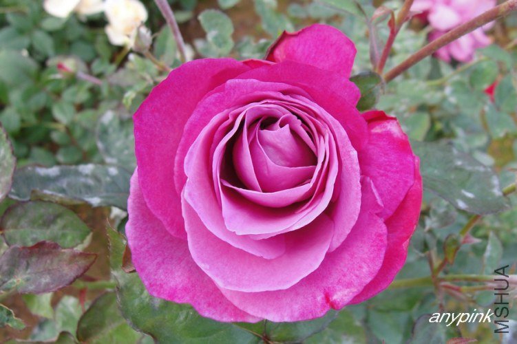 nEO_IMG_DSC08267.jpg