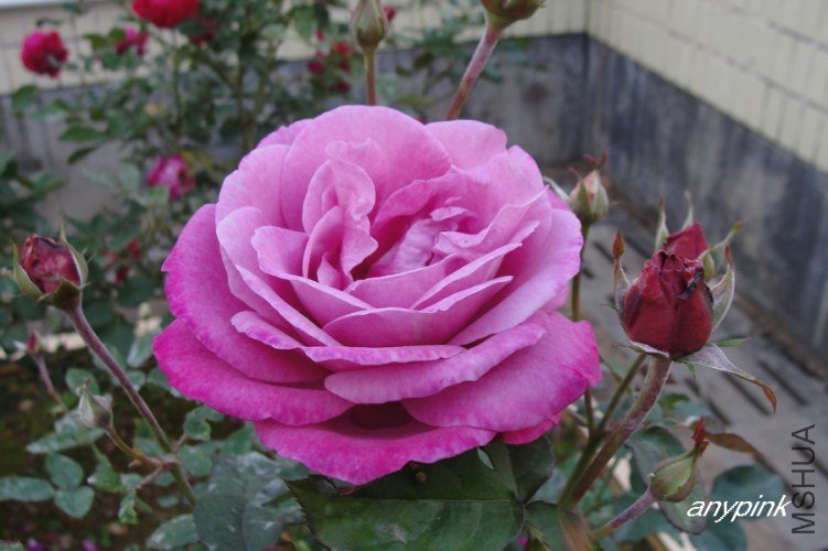 nEO_IMG_DSC08495.jpg
