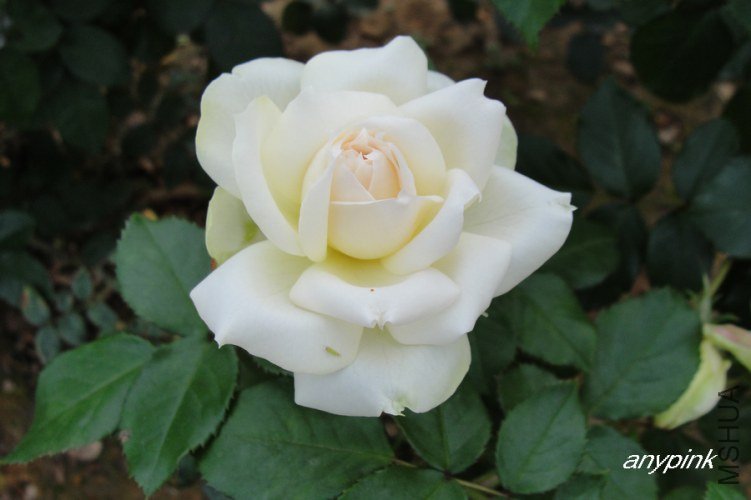 nEO_IMG_DSC08367.jpg