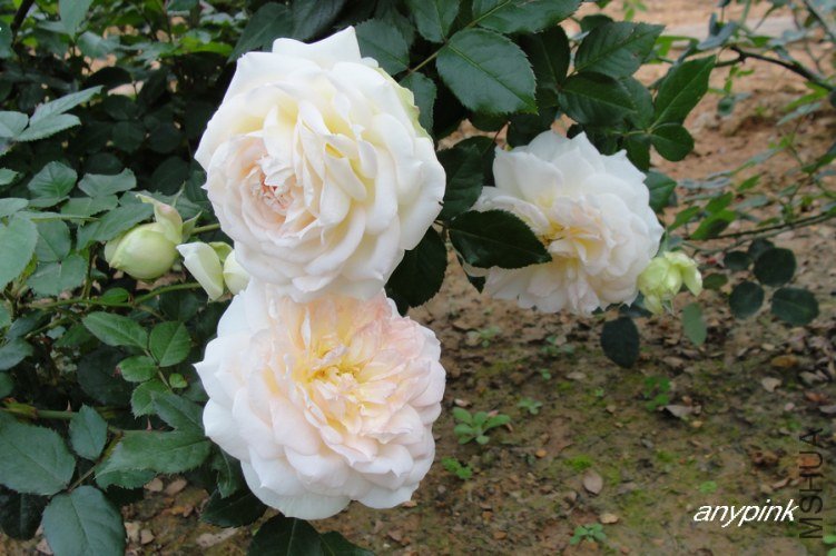 nEO_IMG_DSC08370.jpg