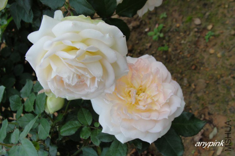 nEO_IMG_DSC08372.jpg