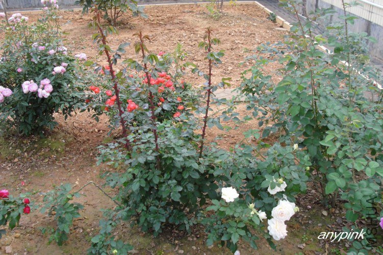 nEO_IMG_DSC08374.jpg