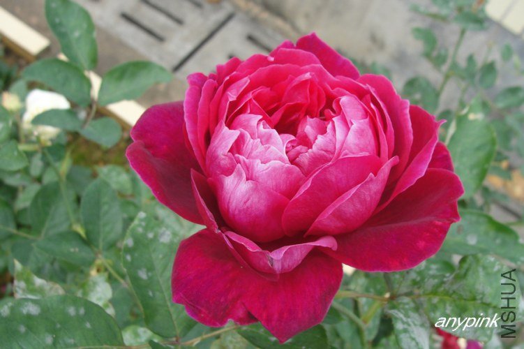 nEO_IMG_DSC08199.jpg