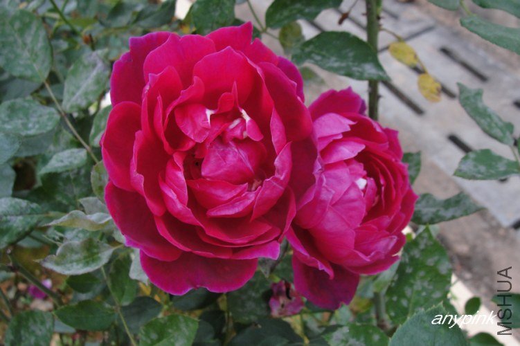 nEO_IMG_DSC08465.jpg