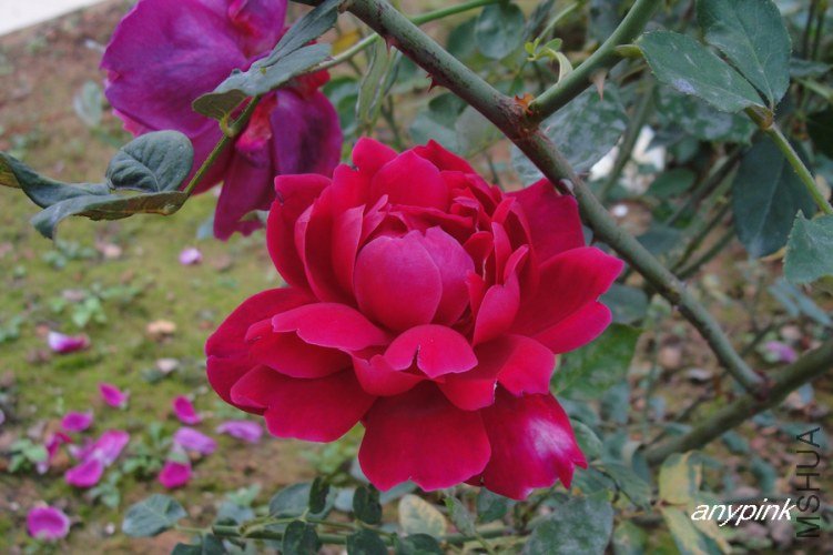 nEO_IMG_DSC08466.jpg