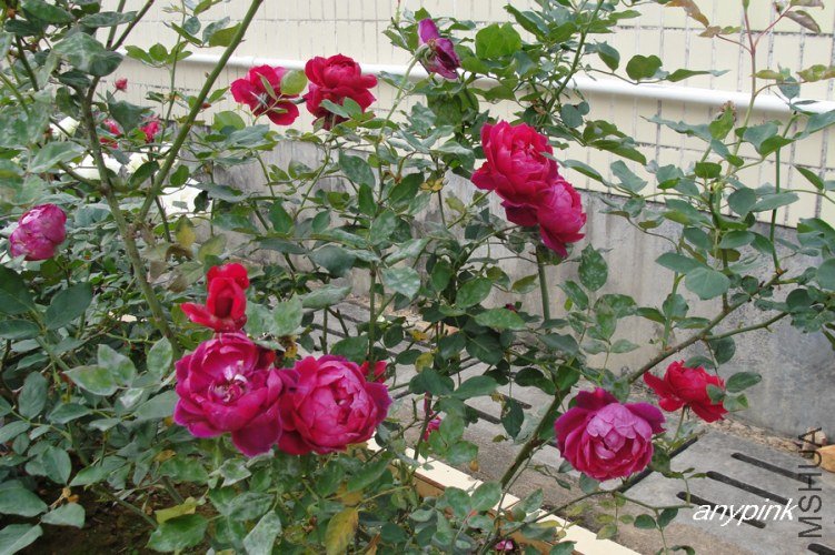 nEO_IMG_DSC08442.jpg
