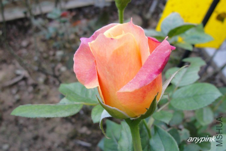 nEO_IMG_DSC08099.jpg