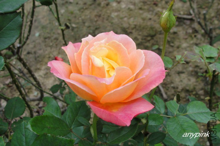 nEO_IMG_DSC08185.jpg