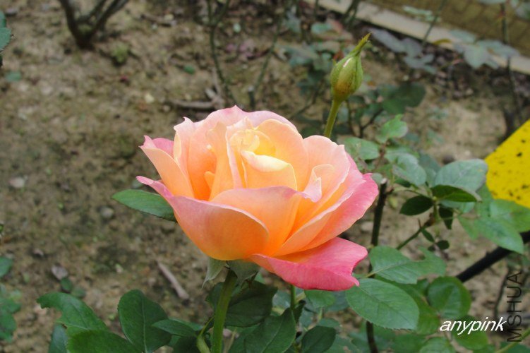 nEO_IMG_DSC08192.jpg