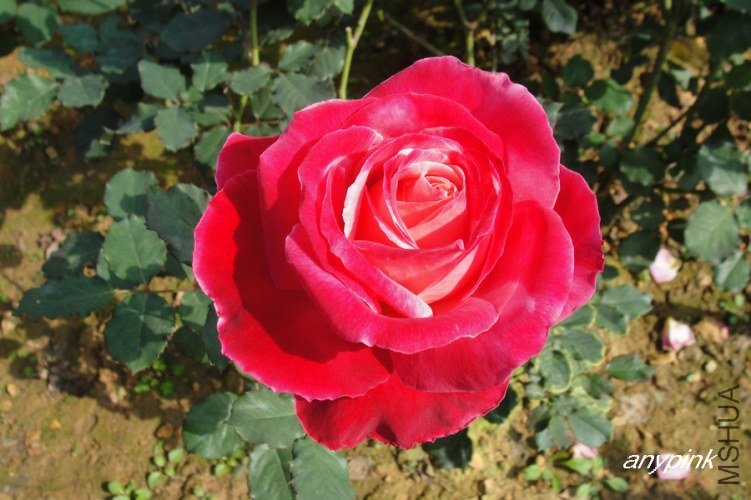 nEO_IMG_DSC07985.jpg