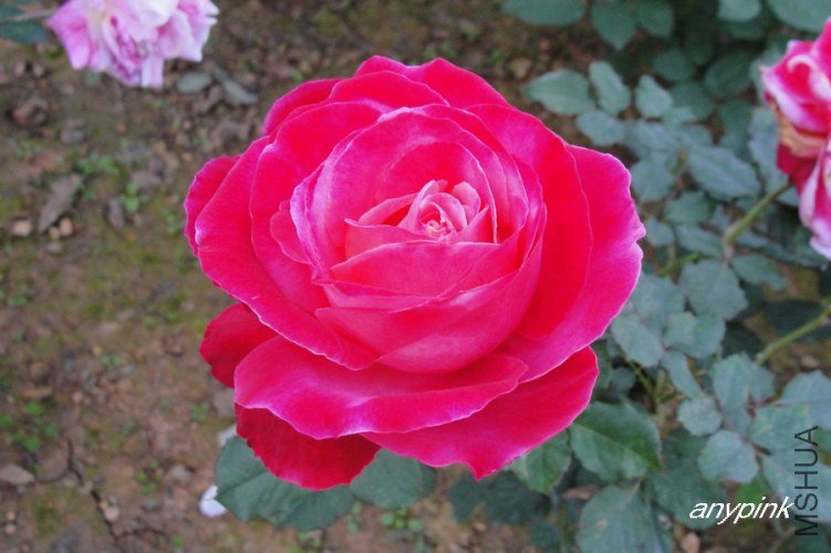 nEO_IMG_DSC08126.jpg