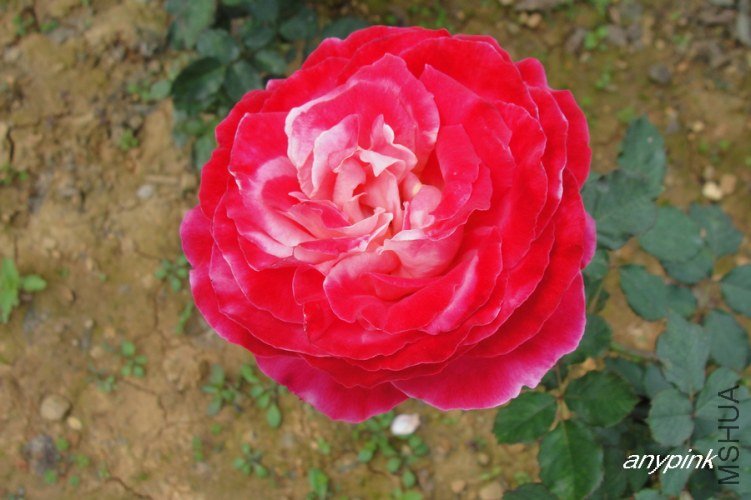 nEO_IMG_DSC08208.jpg