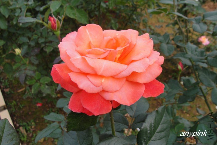 nEO_IMG_DSC08425.jpg