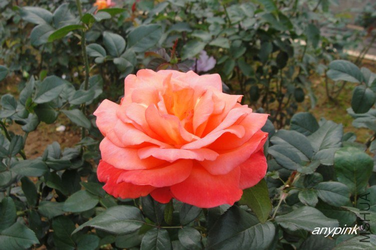 nEO_IMG_DSC08427.jpg