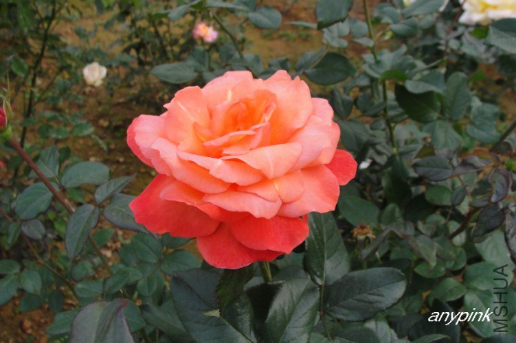 nEO_IMG_DSC08430.jpg